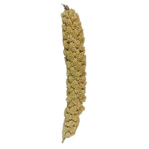 غذای پرنده مدل ارزن خوشه ای کد 0100  بسته 100 عددی وزن 1200 گرم